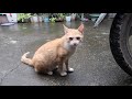 mèo vàng đẹp - các hoạt động của mèo vàng - Mèo sống ở nhà