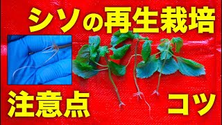 【再生野菜】しその再生栽培のやり方、苗を作る方法とコツ、紫蘇を畑や庭で育てるときの注意点【リボベジ】