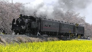 【真岡鐡道 SL C11-325 東武鉄道へ譲渡決定!】C11-325が桜と菜の花の中を走行、沿線走行、転車台回転シーンなど まとめ映像。これで、東武のSLは3両に。
