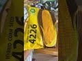 4226 VNR hybrid corn seed #ytshorts