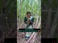 Happy pongal #minivlog #karumbu thottam #lifeisbutadream