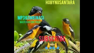 ocehan sikatan emas vs mugimaki ..@hobynusantara5159  ...