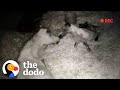 Security Camera Catches Baby Horse Being Born | The Dodo