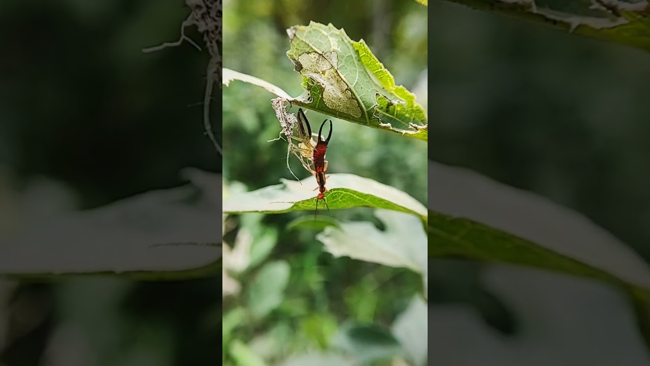 Nature’s little warrior at work 🕷️ || #shortsfeed #shortsvideo #shortsviral #coolvideo #motorola