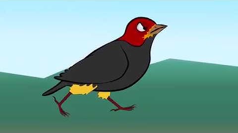 Bird walk cycle animation / Red-capped Manakin