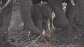 Safari Live : Adorable New Born Male Elephant, only a couple hours old   Amazing   Oct 12, 2016