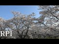 ＝RPI＝桜🌸さくら　日本最大級　総延長30Km以上　桜並木　ベンツで花見　絶景を奏でる🌸cherryblossoms sakura trees mercedes-benz in japan 【4K】