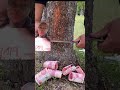 The end will Shock You 😲🤣 #youtubeshorts #creativecontentcreator #funnyvideo