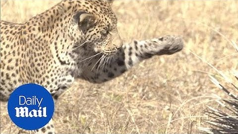 Leopard struggles to get its paws stuck into prickly porcupine - Daily Mail