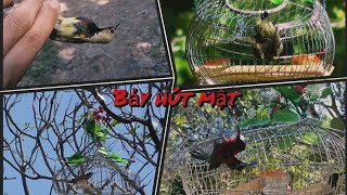 Bảy chim 5 màu bụng trắng ở núi cao