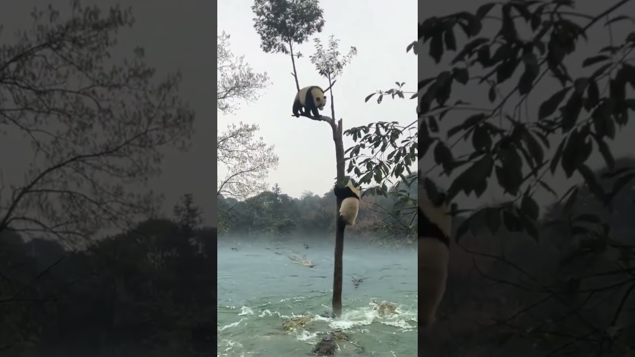 The confusing behavior of animals. Animals also have emotions. Humans and animals coexist harmoniou