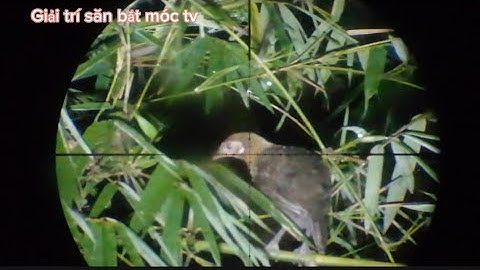 đi săn gà rừng đêm cùng cây truyền thống có môi không