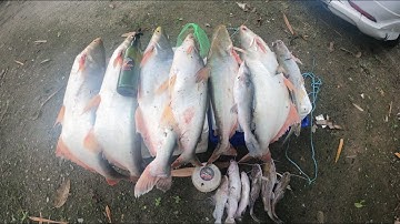 PATIN SUNGAI TELUK INTAN BUAT PERTAMA MANCING PATIN MEMANG PADU