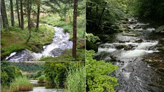 Bird Sounds Serene Melodies Of Nature For Relaxing Whatsapp Status Birds Sound Status 2