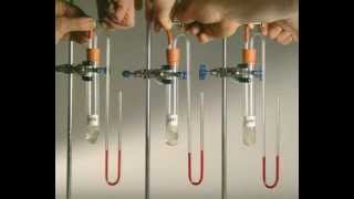 GCSE Science Revision - Catalase Enzyme