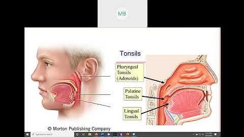 Lymphatic System for Lab