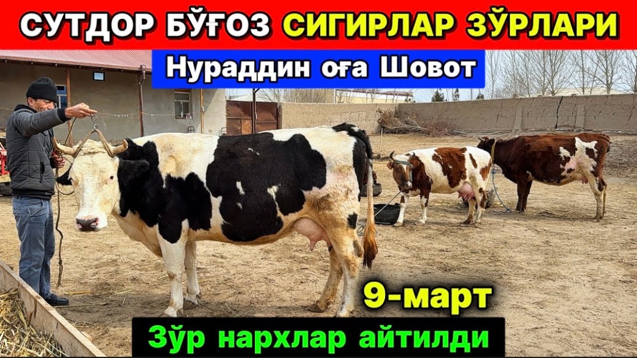СУТДОР ЗОТДОР БЎҒОЗ СИГИРЛАР ЗЎРЛАРИ ЗЎР НАРХДА Нураддин оға Шовот 9-марта 2026 г.