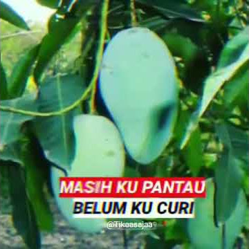 Story wa untuk yang sering mencuri mangga
