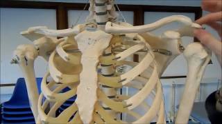 Shoulder bony landmarks