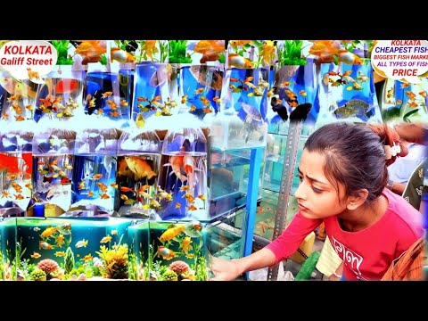 GALIFF MARKET IN KOLKATA FISH! GALIFF STREET FISH MARKET! GALIFF STREET