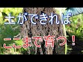 もみ殻と米ぬかのみで土つくりをした成果です！　2021/12