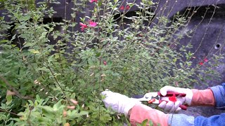 チェリーセージ 夏前に剪定して秋の花を待つ Youtube チェリーセージ 夏前に剪定して秋の花を待つ Youtube