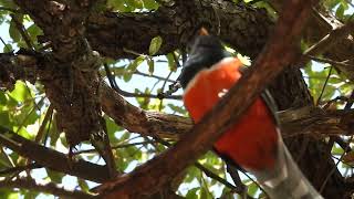 Elegant Trogon Calling In Southern Arizona