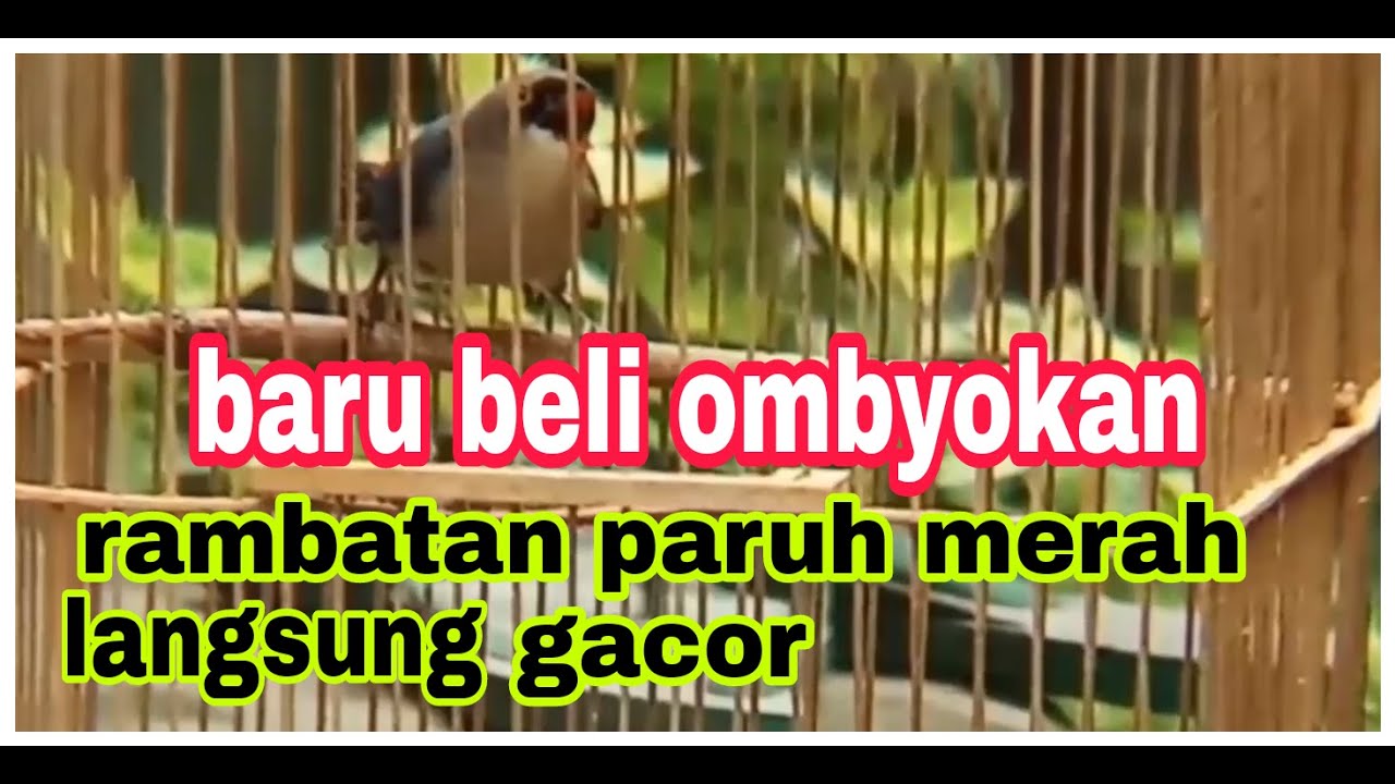 Rambatan paruh merah jantan gacor 