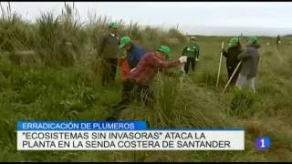 La Invasion De Los Plumeros En Cantabria