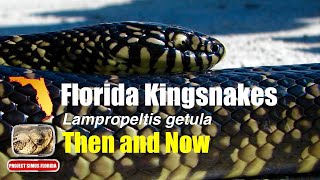 Florida Kingsnakes Then and Now