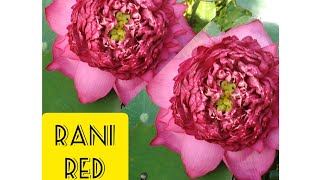 Rani Red - Frequent Red Bloomer