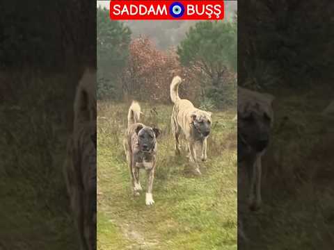 KURT AVCISI ÇAPARLAR GELİYOR!🐺🔥 #çapar #kangal #mehmetalikurt #shortvideo #keşfet #dogshorts #tiktok