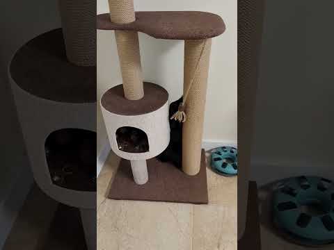 Высокий комплекс для кота с домиком когтеточка кошке Лили 2 130х60х45см сине бежевый