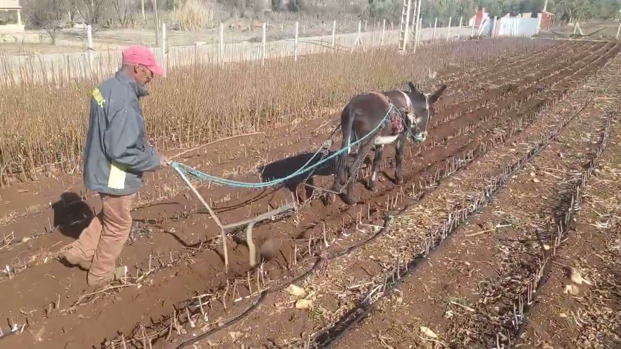 الحرث المشاتل .بي محرث العصري