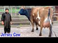 Jersey Friesian Cow for sale In Punjab | Dairy Farm Video | HF Cows Sale In Punjab | Pk Janwar Mandi
