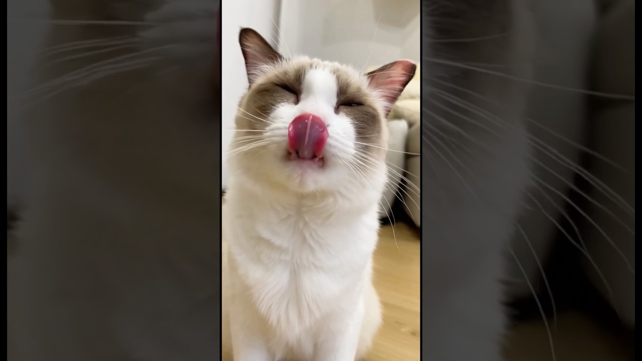 Cat & Ferret SNACK REVIEW! 🍖🍌Miumiu & Milk Hell's Kitchen:Taste Test Challenge 