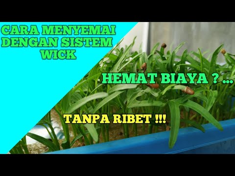 TUTORIAL CARA MENYEMAI DENGAN SISTEM WICK HIDROPONIK SEDERHANA.