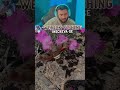 PENSA EM UMA BORBOLETINHA OBESA KKKK #peixe #pesca #pescaria #fishing