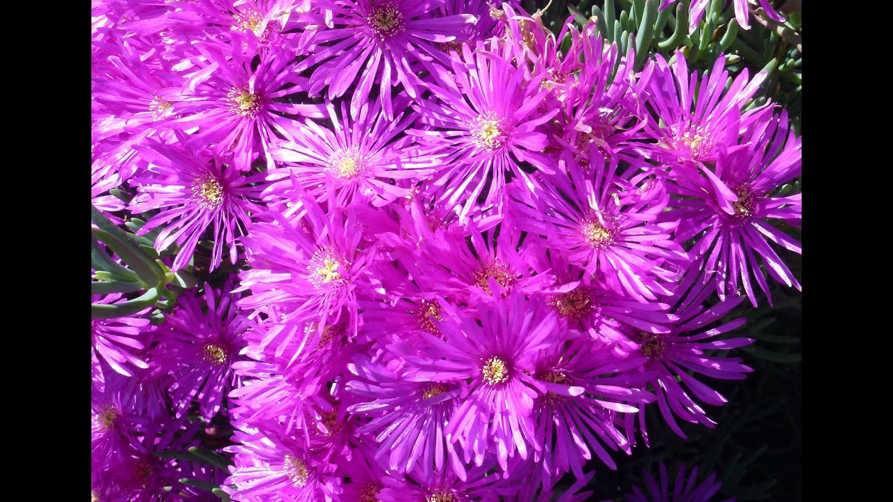 This is Pacific Grove, Ca