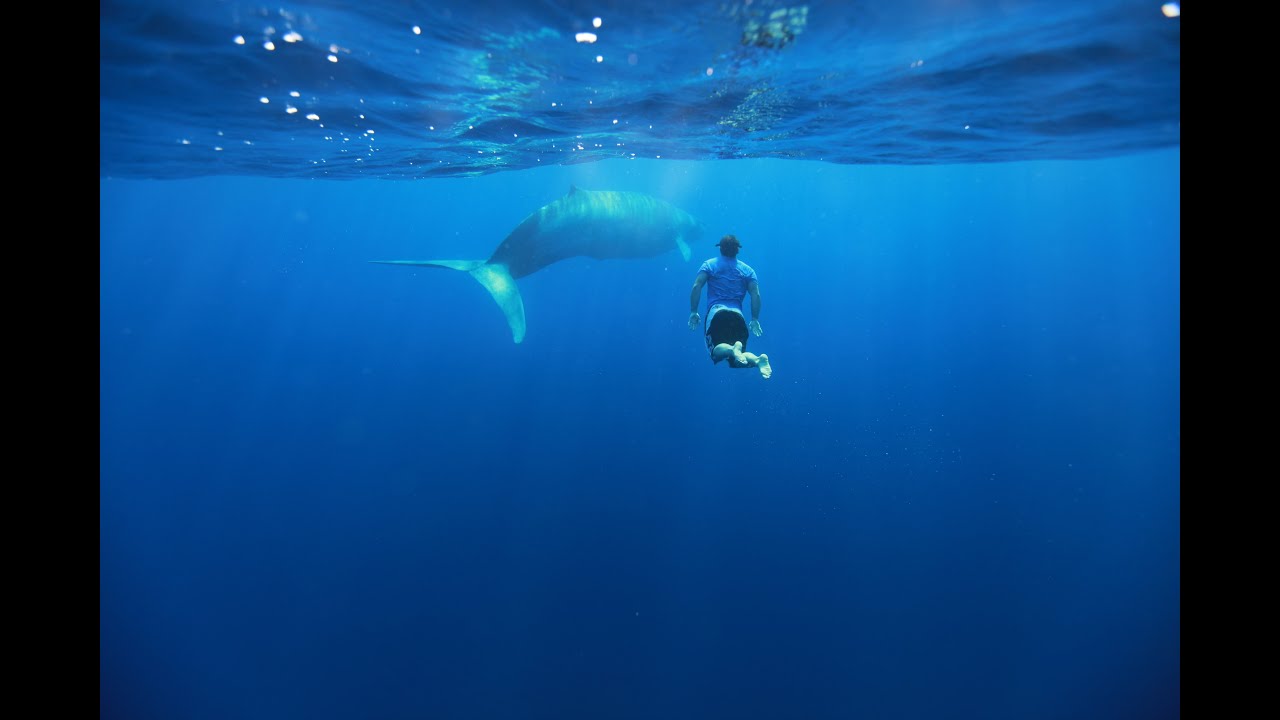 Ocean Safari Sri Lanka