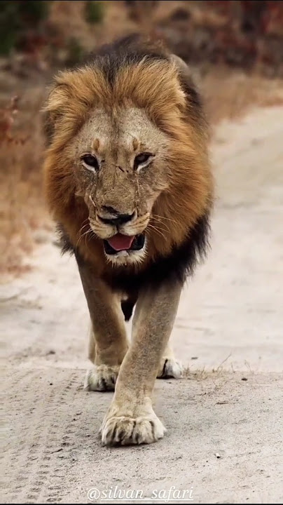 León con nueva cicatriz (Blondie Gijima lion) #shorts #lions #leão #sabisands #bigcats #leones
