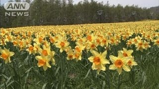 那須高原のスキー場　水仙の花が満開で見ごろに(12/05/13)