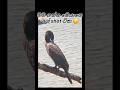 දියකාවාගේ අපූරු දර්ශන පෙළක් | Little Cormorant Nature Photography #shorts