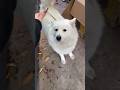 a white dog "duoduo"