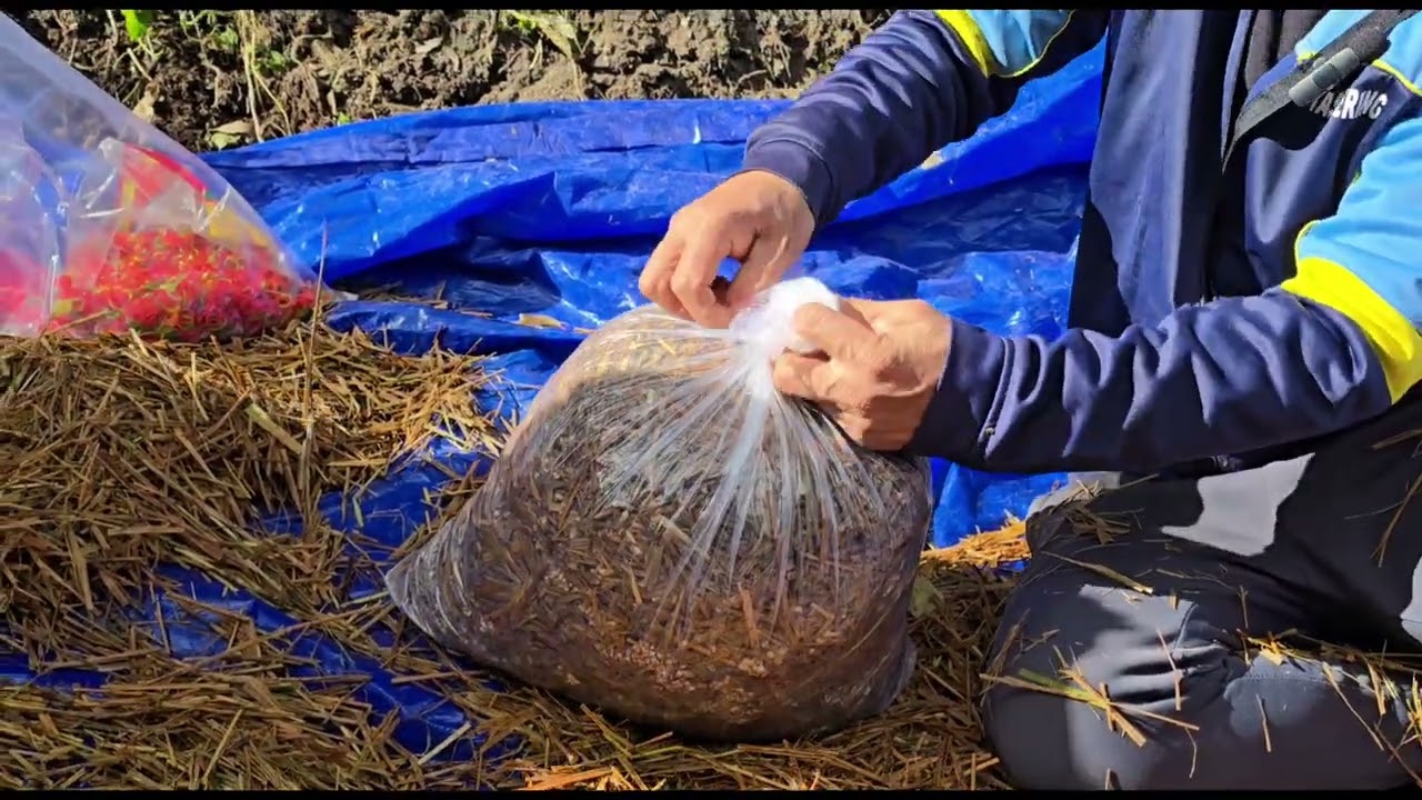 How to Plant Mushrooms | Easy Step-by-Step Process 🍄