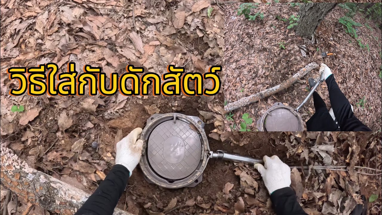 วิธีใส่กับดักหมูป่าสลิงคู่