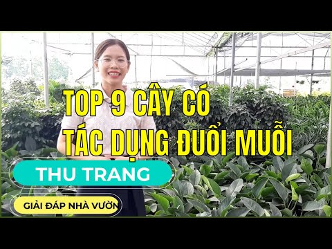 Video: Trồng Dương xỉ Muỗi: Cách Trồng Cây Dương xỉ Muỗi