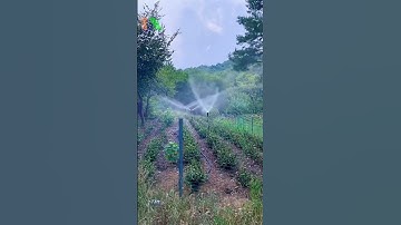 Béc tưới xoay phun mưa TM-323 #thapxanh #o348233oo6 #bectuoi #tuoiphunmua #xuhuong #reels