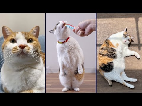 もしも猫が喋ったら「負けたくない猫」「猫の怒り」他 - YouTube
