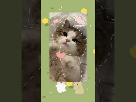 ideias de foto de perfil😼🤘#vaiprofy #cat #gatos #foryou